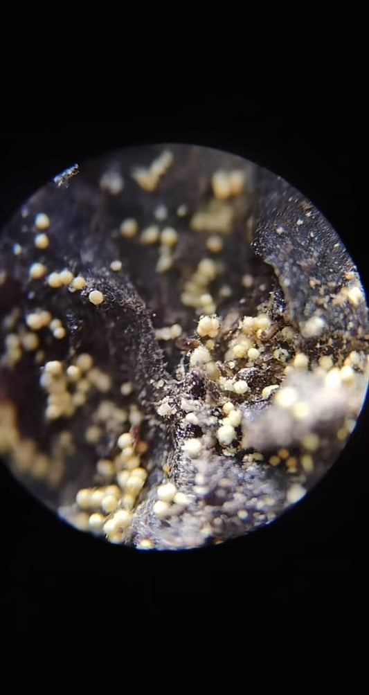 Close-up of Golden Flowers (Eurotium cristatum) spores inside an aged GENSHE Jingyang Fu Tea brick — the living signature of authentic Fu Tea